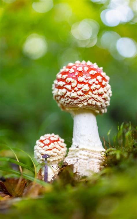 Magic mushroom barleylands